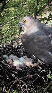 1.8M views · 10K reactions | Baby falcon bird placed its foot on the other's neck | Review All Birds | Facebook