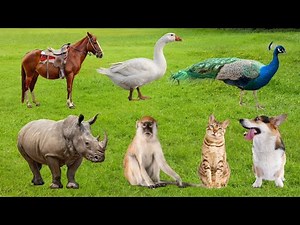 🐶 Cute & Funny Animal Sounds Collection | Dog, Cat, Horse, Sheep, Hippo and more