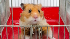 The Behavior Problem Behind Hamster Backflips | Chewy
