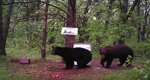How to Get Bears On Your Bait Site Fast This Spring