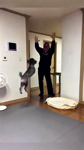 Funny Happy Dog Playing a Game 😂🐶 | Hilarious Dog Moment