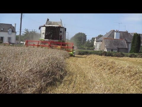 Les dernières moisson de blé de l'année | ETA COZANNET [GOPRO] CLAAS TUCANO 440