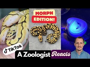 Zoologist Reacts to Viral Ball Python Morphs on TikTok
