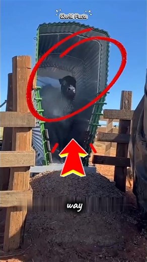 Advanced Way to Wash Cows in Just Seconds!