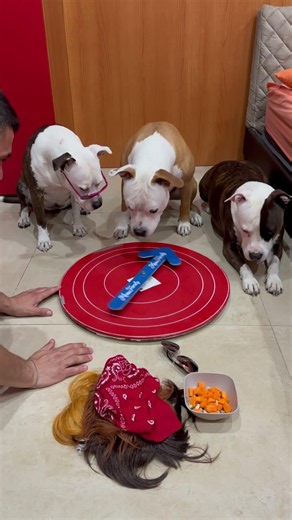🐶🎉 Il gioco ha scelto lui… risultato incredibile!