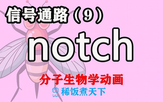【分子生物学动画】notch 信号通路（9）