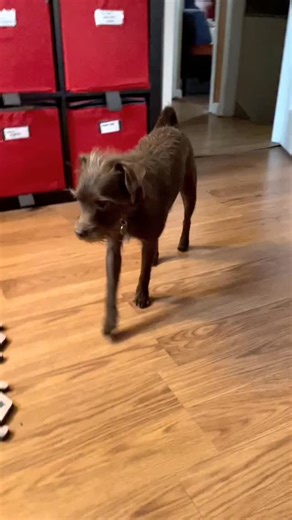 If only there was a way Bastian could tell me what he wants 😭 | Bastian the Talking Terrier