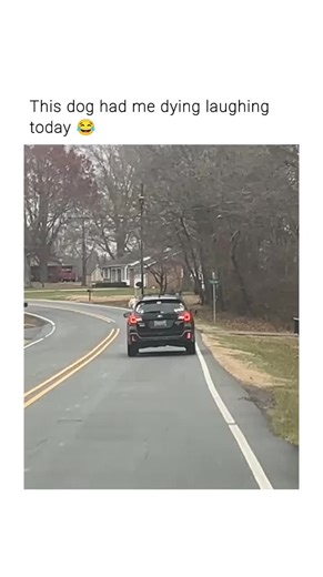 19 #dogs #fyp #dogsoftiktok #dog #viral #doglover #foryou #puppy #doglove #foryoupage #cats #catsoftiktok #catlover #cat #cute #love #viralvideo #viralvideos #viraltiktok #tiktok #love #parati