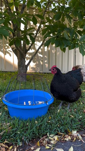 Lubricating their vocal cords for another day of clucking.🐔🐔🐔🐔🐔🐔 #cluckyeah #chickenvibes #chickenlife #chickenlove #farmfreshchicken #chickentalk #PoultryWorld | Chicken lovers