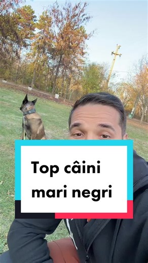 Top 15 Black Big Dog Breeds | Dog Education