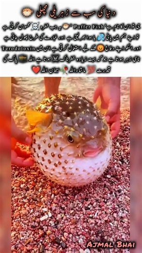 Puffer Fish Facts | Amazing Wildlife Animal #pufferfish #naturefacts #wildlife #nature #shorts