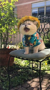 Can we get a translator, please? 😅 | LorettaBritish Cat