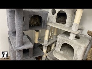 The Ultimate Cat Tree Guide: Where to Buy, Setup Tips & More!