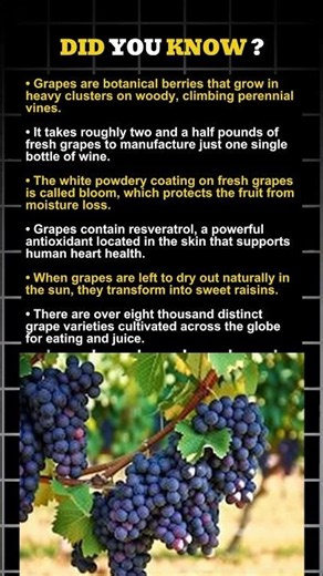 Why Are Grapes Poisonous to Dogs? The Answer Will Shock You 😲 | Amazing Grape Facts