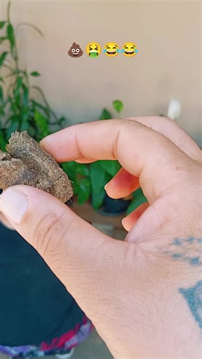 The Humor of Memes About the King