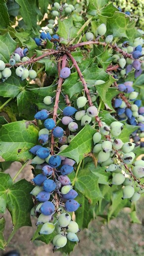 Can you identify this medicinal Himalayan plant ? #Berberis napaulensis #medicinalplants #plants