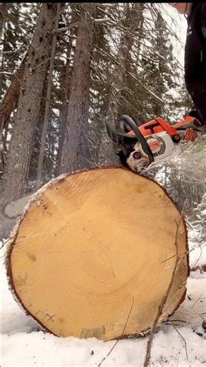 Stihl 026 Still RIPS After 34 Years | Firewood Bucking