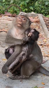 This baby monkey’s adorable the motivation you need today! Jolan 🐒💕 #monkey #feedinganimals #virals #cute #antics #educational #interactions #behavior #funny #newbornbaby #animalsintheworld #viralsvideo2026 | Your Monkeys