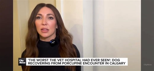 The Hidden Danger Behind the Quill Many dog owners think a porcupine “sting” is just a temporary pain, but the danger doesn’t end at the initial quill. Quills can migrate over time, break, or go undetected in tissue. In one dramatic case, a dog’s quill traveled into the chest cavity, punctured a lung, and came perilously close to the heart. | Get Rattled - Rattlesnake Avoidance Training for Dogs.