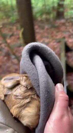 Baby Rabbit Trapped in a Rock… Too Weak to Escape 😢 #shorts #animalrescue #wildlife #nature