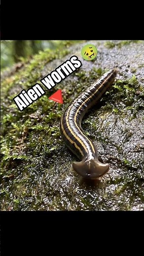 I Got a Pet Alien Worm... (spits slime) #usa #Aleinwoems