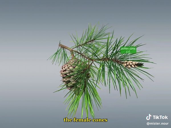 Scots Pine: Pioneer Tree Species in Forest Ecosystems