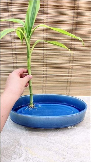 How to Beautify your Water Garden with 3 Houseplants, Pearl, & Seashells Accent🦪#indoorplants #diy
