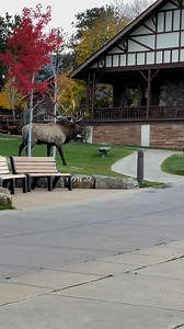 225K views · 8.9K reactions | Thrilled to find my favorite bull...