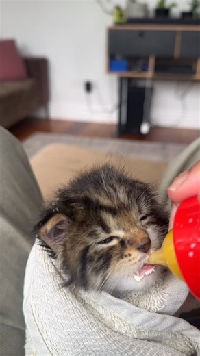 Enjoy this wee video of Lolly getting more and more milk-drunk as she finishes her bottle. You’ve all shown her so much love already, and for those who don’t know her story, Lolly was found in Tawa. Sadly, the people who picked her up weren’t able to catch her remaining siblings or mum, but we’re working hard to find them. While Lolly might look healthy on camera, she’s actually very underweight and covered in lice, which means she’s been scratching day and night. Treatments like Bravecto or Rev