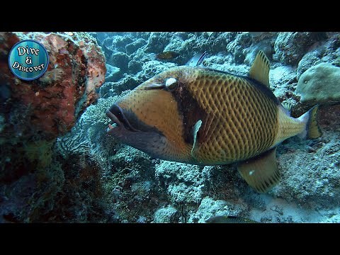 Titan triggerfish bites powerfully | 4k