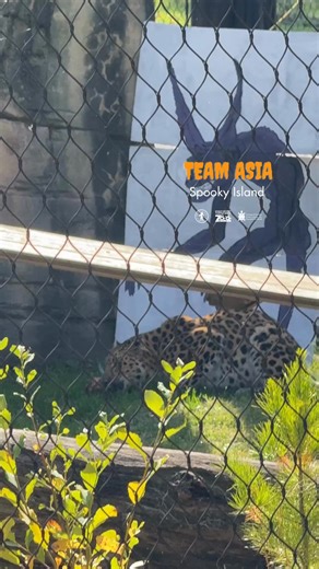 ⏰👻 Time’s almost up to cast your vote! Voting for the Kreative Kreepers Contest ends TODAY, October 30 at 4PM — don’t miss your chance to help crown the spookiest habitat at the Zoo! 🎃🐾 🗳️ Get those final votes in! 👉 Vote now: https://woobox.com/qrpgbh | Turtle Back Zoo