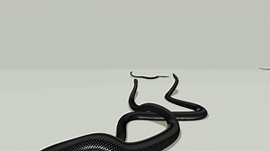 Snake Study