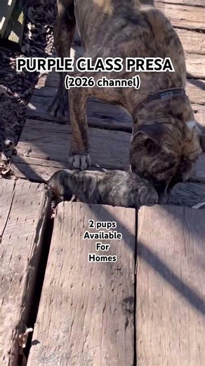 Puppy HOTLINE #gift #giftideasfordad #giftideasforboyfriend