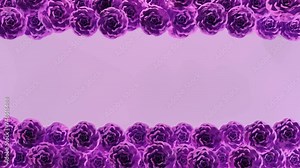 Purple blooming roses 4k loop animation background video. Wedding, frame, love, card, valentine, invitation, loop, endless,..