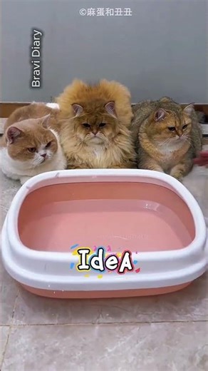 Cats Shocked by Floating Poop Trick 😂 #Cats #FunnyCats #CatPrank#shorts