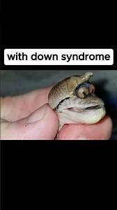 How Animals Look With Down Syndrome 😳 #shorts #viral
