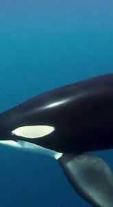 "Ever wondered just how massive an orca really is? 🦈 Dive into this short documentary and see the full scale of these ocean giants—from their impressive length to their powerful width. Witness nature’s design up close!" Hashtags: #Orca #OceanGiants #WildlifeDocumentary #MarineLife #EpicWildlife #CinematicNature #NatureEducation #UnderwaterWorld #PredatorPower #OceanLife | Orca Strike Footage