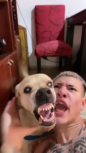 Rocky the rapping dog #rocky #rapping #beatbox #fres #fyp #foryoupage