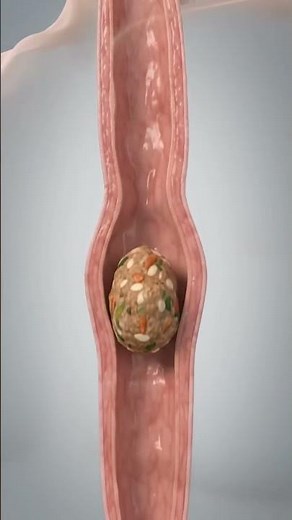 importance of the oesophagus in human digestive system #human #digestive #system #oesophagus