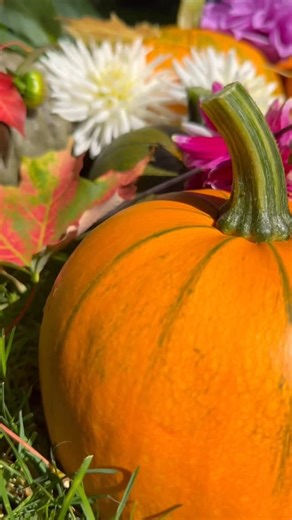 Woodland Park Zoo on Instagram: "It’s officially hoa hoa hoa season y’all. Happy first day of fall!🦉🍁🐯🐾🍂🐻🎃🐧🦏 #woodlandparkzoo #fall #autumnequinox #autumn #hoahoahoa #fallvibes #animals #animallovers"