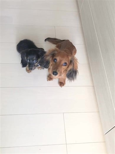 272K views · 204 reactions | Estos pequeños cachorros de perro...