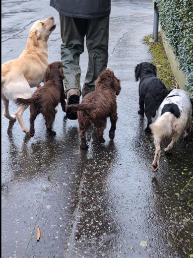 Training Tips for Your Spaniel: Patience and Consistency