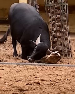 Buffalo rescues a flipped over tortoise