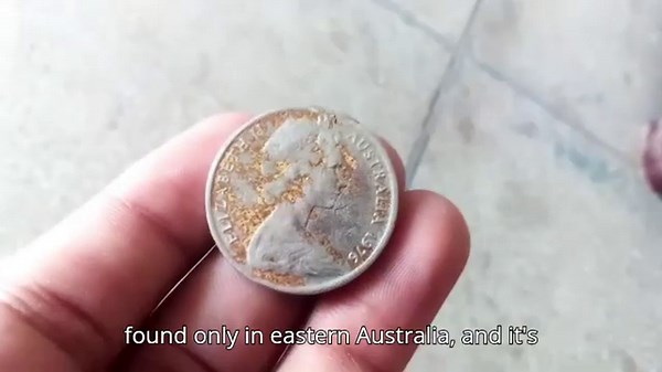 "History & Value of the 1976 Australian 20 Cent Coin – Complete Collector’s Guide!"