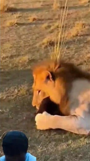 wait for end #viralvideo #shortvideo #animals