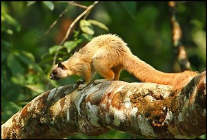 Cream coloured giant squirrel - Alchetron, the free social encyclopedia