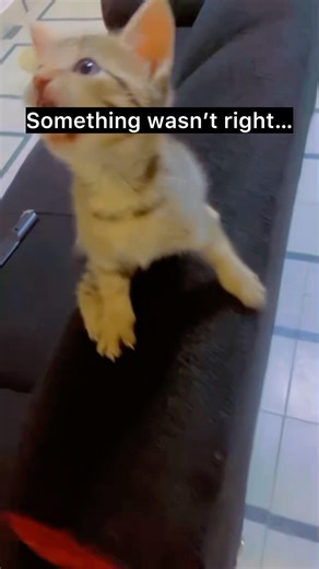 He couldn’t walk like the others…🥹. #cats #