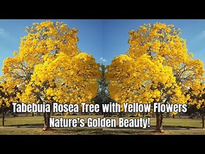 Tabebuia Rosea Tree with Yellow Flowers – Nature’s Golden Beauty!