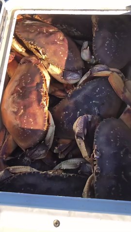 Dungeness Crab Hunting in Northern California — Fresh Catch Action
