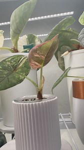 13K views · 473 reactions | Alocasia Pink Nebula  The newest leaf is all about those pink tones! #Alocasia #pinknebula #pinkalocasia #pinkplants #alocasiavariegata | Thehouseplantproject | Facebook